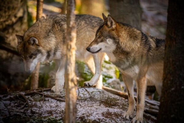 How Dire Wolf De-extinction Technology Is Revolutionizing Endangered Species Protection
