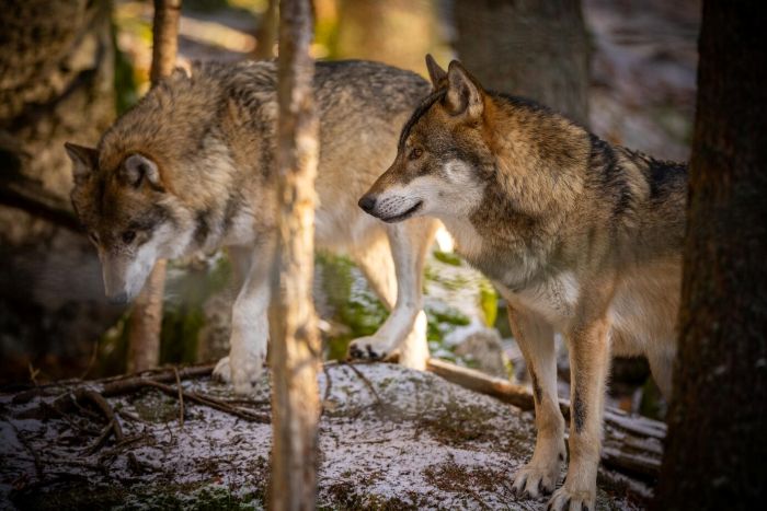 How Dire Wolf De-extinction Technology Is Revolutionizing Endangered Species Protection