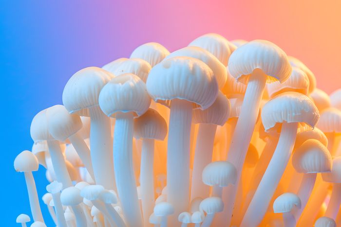 psilocybin mushroom spores