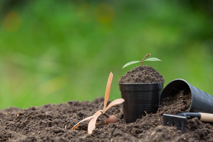 Why Topsoil Is Key for a Healthy Lawn